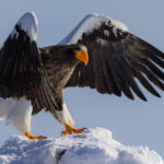 If a cartoonist were to come up with a new eagle species, they'd surely draw something like the Steller’s Sea Eagle. These are undoubtedly striking birds, with their bright orange beaks and talons (image by Virginia Wilde)