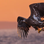Sunlight from a magnificently orange sunrise lights up the tail feathers of a White-tailed Eagle, as it hunts for fish off the coast of Hokkaido (image by Virginia Wilde)