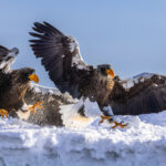 A pair of Stellers Sea Eagles simultaneously land on the snowy harbour walls of Rausu, Hokkaido (image by Virginia Wilde)