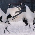 Two magnificent Red-crowned Cranes start to bow at the beginning of their courtship dance in Hokkaido (image by Virginia Wilde)