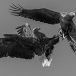 Two White-tailed e=Eagles clash in a mid-air battle over a fish. The aerial acrobatics of these large raptors is an undeniably impressive sight (image by Virginia Wilde)