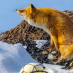A young Ezo Red fox (also known as the Sakhalin Fox) has a stretch after a nap on piles of fish nets, along Hokkaido's Notsuke Peninsula (image by Virginia Wilde)