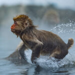 A juvenile Japanese Macaque starts to leap from a hot spring pool in an area of Japan known as 'Hell Valley' - due to its volcanic activity (image by Virginia Wilde)