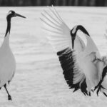 The wings of Red-crowned Cranes can sometimes those of a biblical angel, as they hold them aloft, mid-dance (image by Virginia Wilde)
