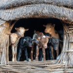 Often baby goats are stored in the stilted granaries to keep them safe from Hyenas during the night (image by Inger Vandyke)