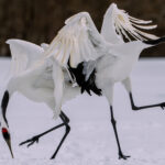 During their elegant courtship dance, Red-crowned Cranes bow, arch and leap five feet in the air - before bugling in unison (image by Virginia Wilde)
