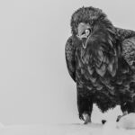 A black-and-white portrait of a White-tailed Eagle, chewing down on fish, while sat on ice near the harbour of Rausu, Hokkaido (image by Virginia Wilde)