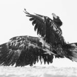 Few eagles can match the acrobatics of a White-tailed. Their agility and manoeuvrability in both land, sea, and air is an impressive thing to behold (image by Virginia Wilde)