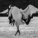 The magnificent 'Tancho' (or 'God of the Marshes') in mid-dance. The wintry fields of Tsurui, in Hokkaido, are a good place to practice fine-art style wildlife images (image by Virginia Wilde)