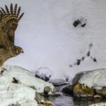 A Blakistons Fish Owl - the world's largest owl - swoops over a riverbank in Rausu, Hokkaido. Found only in North East Asia, it is believed there are now fewer than 1,000 breeding pairs of this owl left in the world (image by Virginia Wilde)