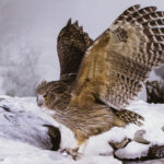 A Blakiston's Fish Owl emerges from a snowy pond in Japan's Hokkaido, with a small fish clasped in its talons. Endangered Blakiston's are the world's largest owl, with fewer than 850 pairs left in the wild (image by Virginia Wilde)