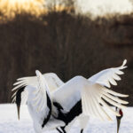A pair of Red-crowned Cranes - also known as 'Tancho: God the Marshes' - arch their backs in unison as part of their elegant courtship dance (image by Virginia Wilde)