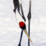 Close-up portrait of a Red-Crowned Crane. Traditionally, these cranes, known in Japan as 'Tancho', are perceived as an emblem of the yin-yang of existence: the dark and light combining with the blood red crown as the essence of 'All That Is.' (image by Virginia Wilde)