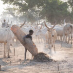 A young Mundari boy collects dung using a cowskin (image by Inger Vandyke)