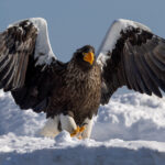 'Dawn of the Eagle - Steller's-style'. An imposing-looking Steller's Sea Eagle struts over the snow. Often called the world's most magnificent bird of prey, the Steller's sea-eagle is the largest of all sea-eagles, and the heaviest known eagle. Despite its bulk and impressive appearance, its habits are not well known (image by Virginia Wilde)