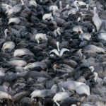 Every year, thousands of Hooded Cranes - and normally at least a thousand White-naped Cranes - journey to their wintering grounds in Arasaki, on the Japanese island of Kyushu. Here are some of them, feasting on grain (image by Virginia Wilde)