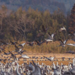 The gathering of thousands of cranes in Arasaki on the Japanese island of Kyushu, each winter, is a true avian spectacle. Here, some White-naped and Hooded Cranes take to the sky (image by Virginia Wilde)