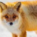 A curious Ezo Fox - a Hokkaido sub-species of Red Fox - padded towards us as we drove along Japan's Notsuke Peninsula (image by Virginia Wilde)