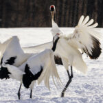 On a snow-covered field in northern Japan, two Red-crowned Cranes begin to dance. They bow to one another, throw their heads over their backs, then bow again. Both turn, leap into the air, high-kick and then raise their wings. The Red-crowned Cranes' unison dance is a ritual the pair will perform together many times over the years, to strengthen their lifelong bond (image by Virginia Wilde)