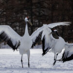 Two elegant Red-crowned Cranes take the last steps of their courtship dance in the snowy fields of Tsurui, Hokkaido. Red-crowned Cranes live up to 40 years in the wild, but can live up to 75 in captivity, making them one of the longest-lived bird species (image by Virginia Wilde)