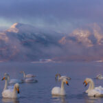 Each winter, large numbers of Whooper Swans escape the cold of Siberia and northern Mongolia (their summer breeding grounds) and head for Lake Kussharo in Hokkaido - making it a magnet for photographers (image by Virginia Wilde)