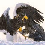 'This snow patch ain't big enough for the both of us!' A pair of Steller's Sea Eagles grapple and compete for the best fish-spotting position near the Hokkaido harbour of Rausu (image by Virginia Wilde)