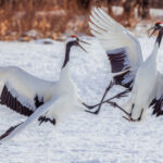 The high kick phase of the Red-crowned Cranes dance is often one of the mid-way actions. Comical, athletic and, occasionally appearing to blur the lines between dancing and duelling, it's one of my favourite parts of this courtship sequence (image by Virginia Wilde)