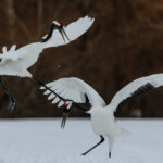 The high kick phase of the Red-crowned Cranes dance is often one of the mid-way actions. Comical, athletic and, occasionally appearing to blur the lines between dancing and duelling, it's one of my favourite parts of this courtship sequence (image by Virginia Wilde)