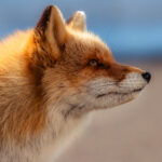 Portrait of an Ezo Red Fox - a subspecies with notably brighter fur than other variants - along the shores of the Notsuke Peninsula (image by Virginia Wilde)