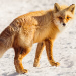 The fur of the Ezo Red Fox (also known as the Sakhalin Fox) is noticeably warmer than many other red fox subspecies. This healthy-looking young fox stands out beautifully against the snow on the Notsuke Peninsula (image by Virginia Wilde)