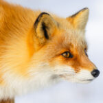 Portrait of an Ezo Red Fox (also known as the Sakhalin Fox.) This mammal is a sub-species of Red Fox - larger than those found on the Japanese islands of Honshu and Kyushu - with distinctive back tips on its ears and limbs (image by Virginia Wilde)