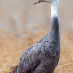 Portrait of an adult Hooded Crane against the paddy fields of Arasaki (image by Virginia Wilde)