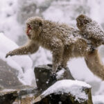 A mother and infant 'snow monkey' live up to their nickname, climbing over rocks as heavy snow falls in the Jigokudani Monkey Park (image by Virginia Wilde)