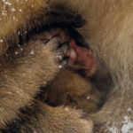 Encircled in its mother's fur and arms, this baby Japanese Macaque is well protected from the freezing temperatures in 'Hell Valley', the area of geothermal activity in Japan where 'snow monkeys' have learned to enjoy bathing in the hot springs (image by Virginia Wilde)