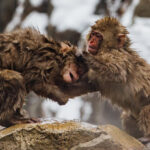 When grooming goes wrong. Two infant Japanese Macaques demonstrate that there is a fine line between enjoyable grooming and fur-pulling. And it's a line you should not cross without a wrestle afterwards (image by Virginia Wilde)