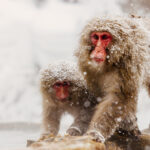 Portrait of an infant and mother 'Snow Monkey.' Japanese Macaques are devoted mothers. This female cradles her baby, using her body warmth to heat the youngster as temperatures in Jigokudani Monkey Park struggle to rise above zero (image by Virginia Wilde)
