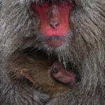 Portrait of an infant and mother 'Snow Monkey.' Japanese Macaques are devoted mothers. This female cradles her baby, using her body warmth to heat the youngster as temperatures in Jigokudani Monkey Park struggle to rise above zero (image by Virginia Wilde)