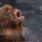 'Snow in my mouth! I'm gonna catch snow in my mouth!' A juvenile Japanese Macaque does exactly what many human children also try to do: catch snowflakes on their tongue (image by Virginia Wilde)