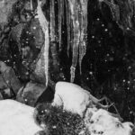 A Japanese Macaque picks grain from the snow, while in a seemingly precarious position - just in front of long icicles formed in the freezing temperatures (image by Virginia Wilde)