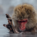A Japanese Macaque looks serious as it carefully examines its leg, during a bath in the hot springs. Phew, everything seems to be in working order (image by Virginia Wilde)