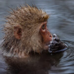 Oh the life of a Japanese Macaque, bathing in hot springs and contemplating life (image by Virginia Wilde)