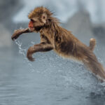 As well as swimming ability, Japanese Macaques demonstrate impressive athletic prowess - capable of jumping up to 5 metres. This juvenile snow monkey leaps out of the hot springs in Japan, possibly after becoming too toasty (image by Virginia Wilde)