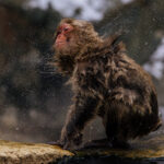 A Japanese Macaque shakes the water from its fur following a lengthy dip in the hot springs of Japan's famous Jigokudani Monkey Park (image by Virginia Wilde)
