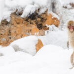Is it a Snow Monkey, or is it a mini Yeti? A Japanese Macaque stands on its hind legs, to check out a commotion on the riverbank below (image by Virginia Wilde)