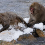 Two Japanese Macaques fight in the river near the famous Jigokudani Monkey Park - with one taking a rival down by tackling its legs (image by Virginia Wilde)