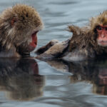 Two Japanese Macaques are reflected in the water, during a relaxing grooming session. Mutual grooming plays a huge role in primate bonding and socialisation - helping to diffuse stress and boredom in the troop (image by Virginia Wilde)