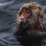 'Now, where did I put that food stash?' With snowflakes and ice drops in its fur, this Japanese Macaque - its body submerged in the hot springs of Jigokudani Monkey Park, near Nagano - looks deep in thought (image by Virginia Wilde)