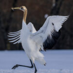 Red-crowned Cranes often love to include leaves or grass in their dance routines; sometimes picking up the smallest blades of grass or straw and repeatedly tossing them in the air, like this juvenile bird (image by Virginia Wilde)