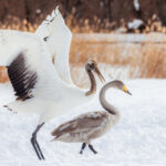 A juvenile Red-crowned Crane continually tries to engage a Whooper Swan in a dance-off, perhaps not fully aware that it has fallen in love with the wrong species (image by Virginia Wilde)