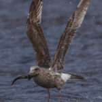 A juvenile Slaty-backed Gull hooks a fish from the water off the coast of Rausu (image by Virginia Wilde)
